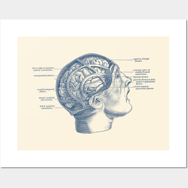 Fissure Focused Brain Diagram - Vintage Anatomy Wall Art by Vintage Anatomy Prints